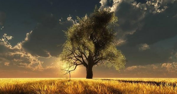  عکس پروفایل تک درخت زیبا