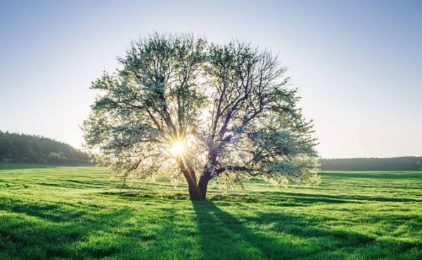 عکس پروفایل تک درخت زیبا
