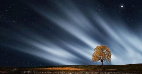  عکس پروفایل تک درخت زیبا