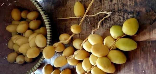 عکس میوه خوشمزه و شیرین خرما