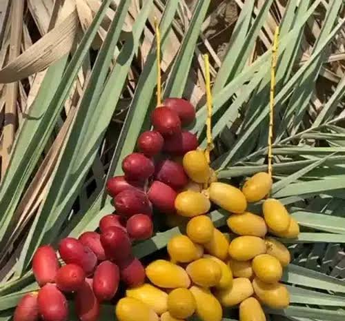 عکس میوه خوشمزه و شیرین خرما