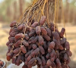  عکس میوه خوشمزه و شیرین خرما