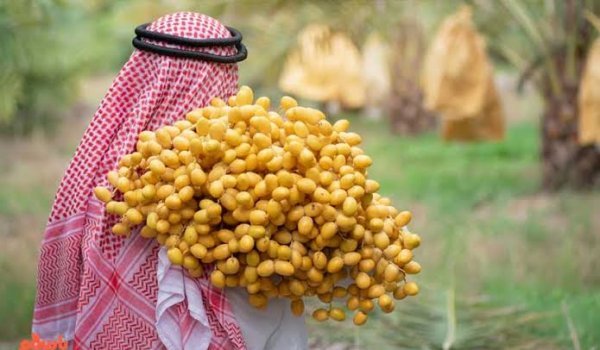  عکس میوه خوشمزه و شیرین خرما