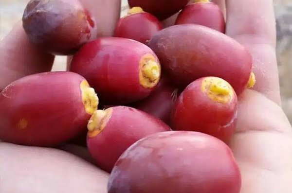  عکس میوه خوشمزه و شیرین خرما