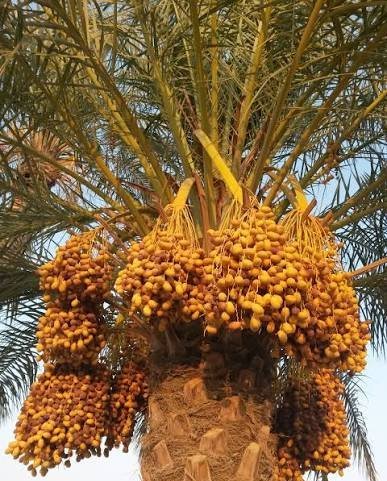 عکس انواع خرما