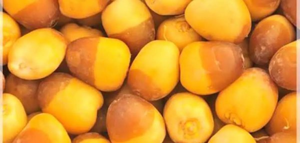  اسم انواع خرما با عکس