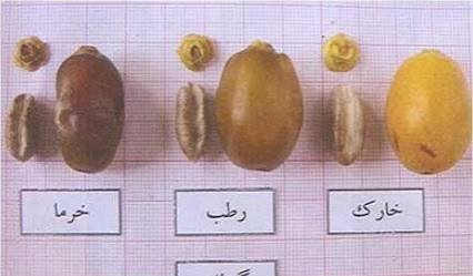  اسم انواع خرما با عکس