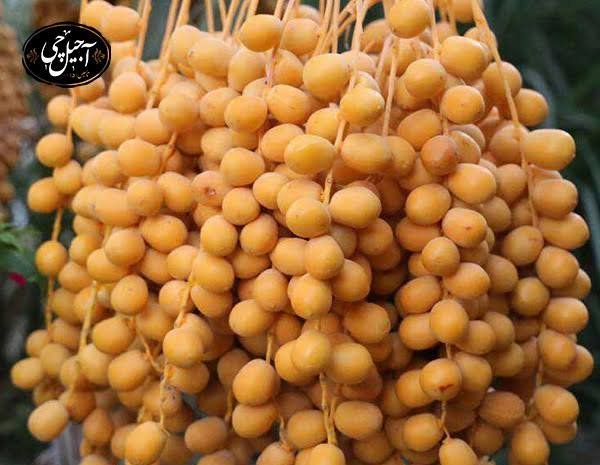  اسم انواع خرما با عکس