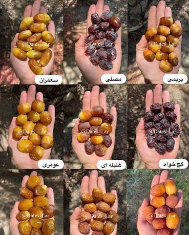  اسم انواع خرما با عکس