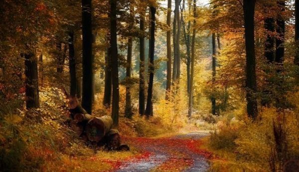  نقاشی منظره پاییزی با کیفیت فول اچ دی