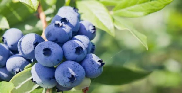  عکس میوه بلوبری