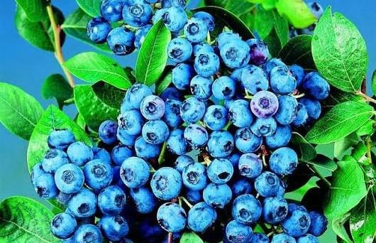  عکس میوه بلوبری