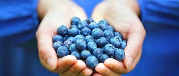 عکس میوه بلوبری