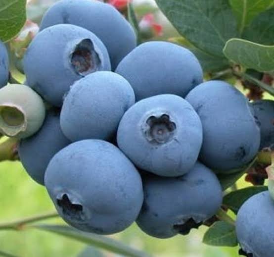  عکس میوه بلوبری