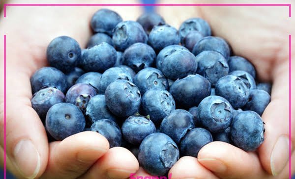  عکس میوه بلوبری