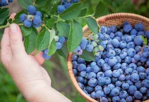  عکس میوه بلوبری