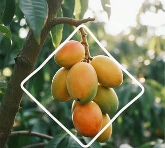  دانلود عکس میوه های انبه تازه