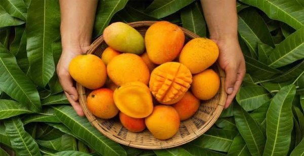  دانلود عکس میوه های انبه تازه