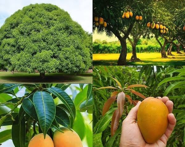  دانلود عکس میوه های انبه تازه