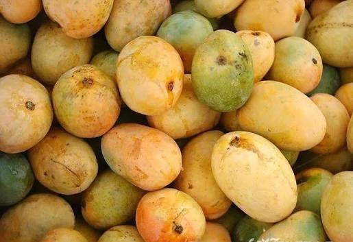  دانلود عکس میوه های انبه تازه