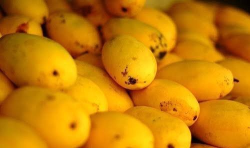  دانلود عکس میوه های انبه تازه