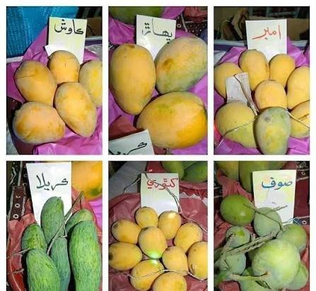  عکس میوه گرمسیری انبه با کیفیت بالا