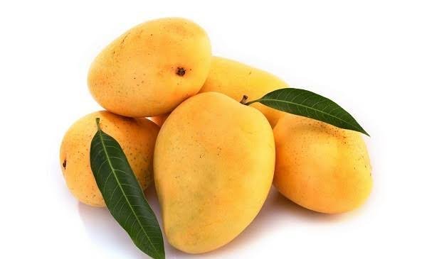  عکس میوه گرمسیری انبه با کیفیت بالا