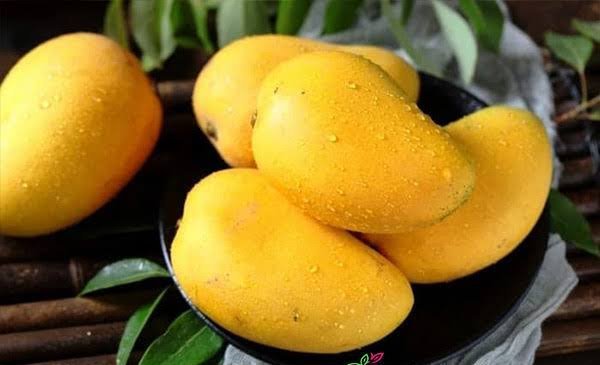  عکس میوه گرمسیری انبه با کیفیت بالا