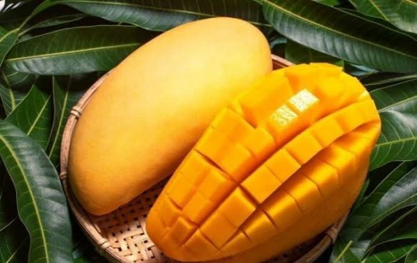  عکس میوه گرمسیری انبه با کیفیت بالا