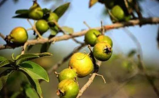  عکس میوه گرمسیری انبه با کیفیت بالا