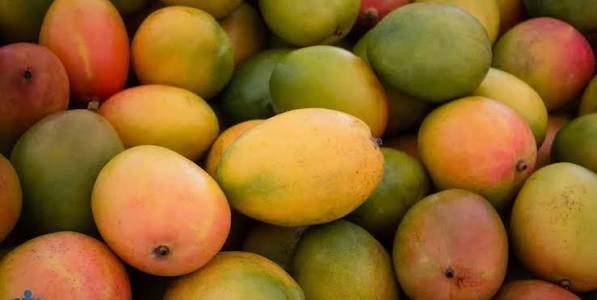  عکس میوه گرمسیری انبه با کیفیت بالا