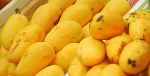  عکس میوه گرمسیری انبه با کیفیت بالا