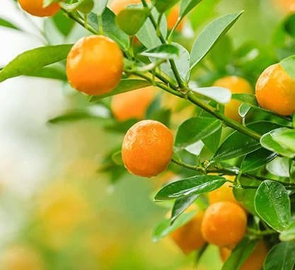  عکس درخت نارنگی با کیفیت بالا