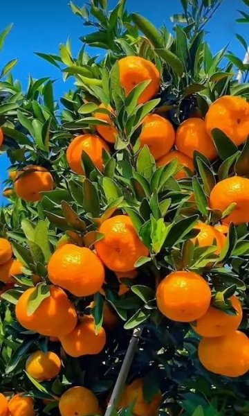  عکس درخت نارنگی با کیفیت بالا