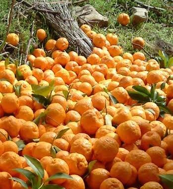  عکس درخت نارنگی با کیفیت بالا