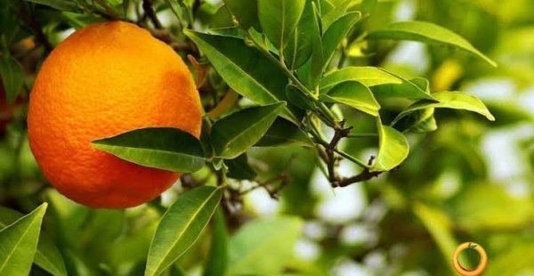  عکس درخت نارنگی با کیفیت بالا