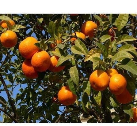  عکس درخت نارنگی با کیفیت بالا