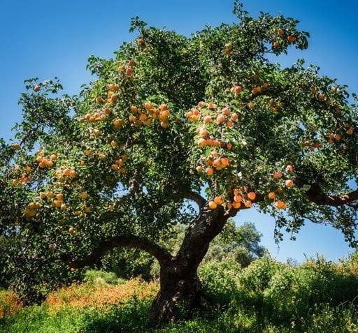 عکس درخت نارنگی با کیفیت بالا