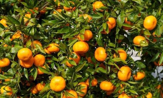  عکس درخت نارنگی با کیفیت بالا