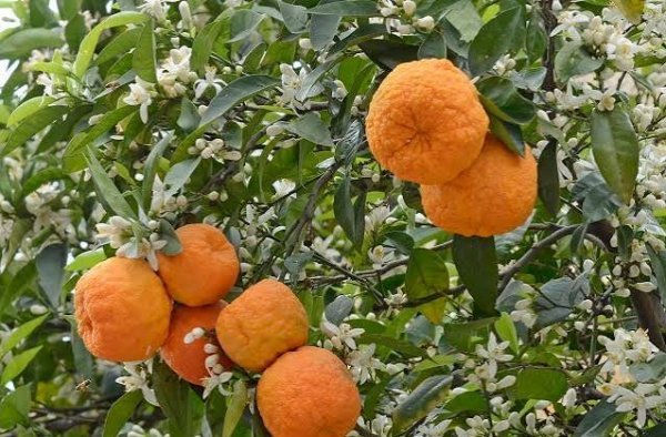  عکس درخت نارنگی با کیفیت بالا
