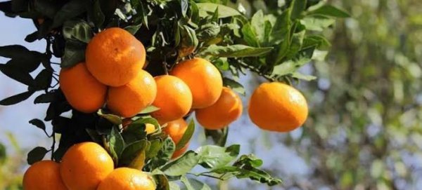  عکس درخت نارنگی با کیفیت بالا