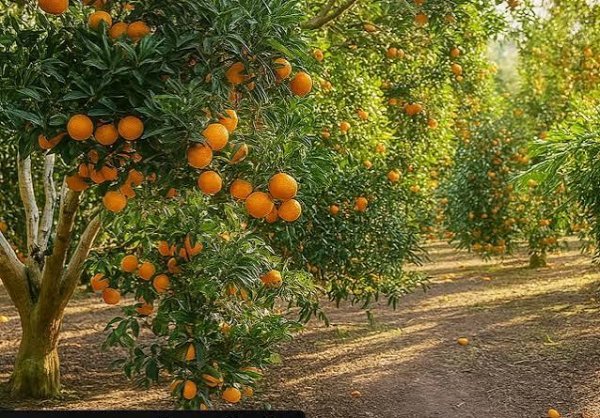  عکس درخت نارنگی با کیفیت بالا