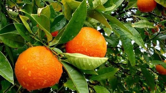  عکس درخت نارنگی با کیفیت بالا