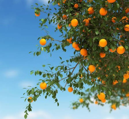  عکس درخت نارنگی با کیفیت بالا