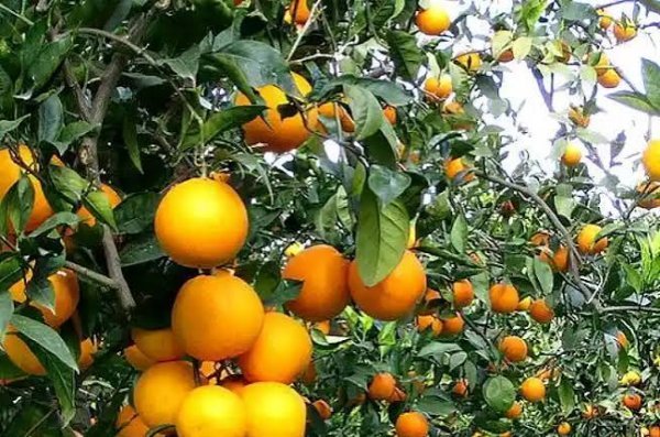  عکس درخت نارنگی با کیفیت بالا