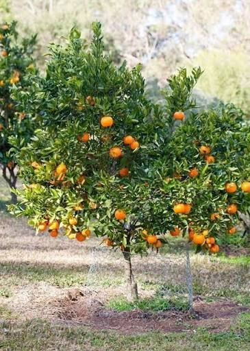  عکس درخت نارنگی با کیفیت بالا