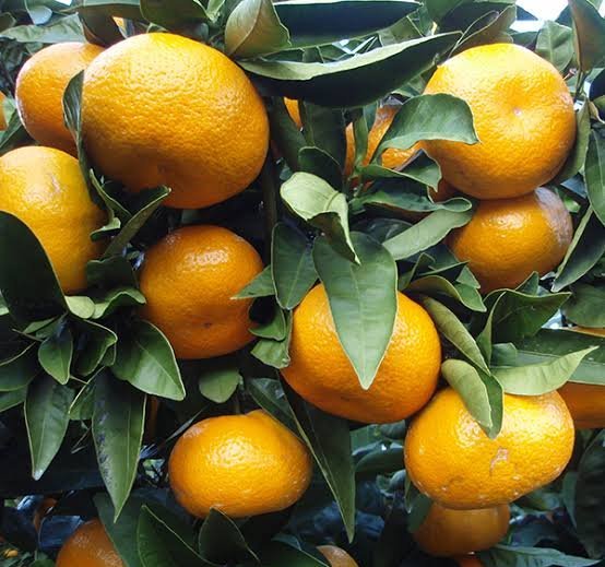  عکس درخت نارنگی با کیفیت بالا
