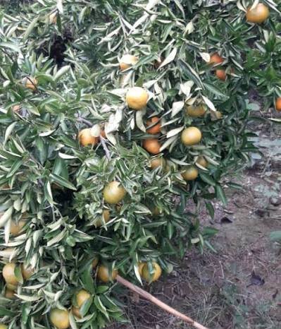  عکس درخت نارنگی با کیفیت بالا