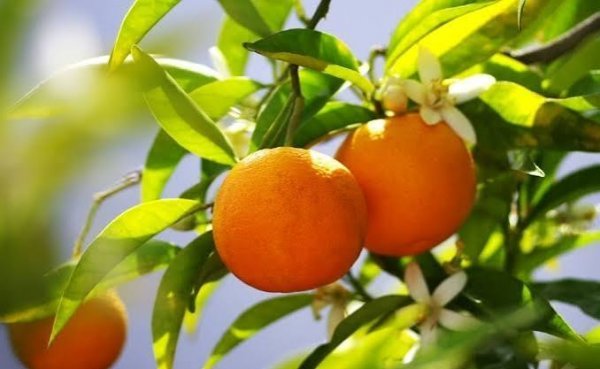  عکس درخت نارنگی با کیفیت بالا