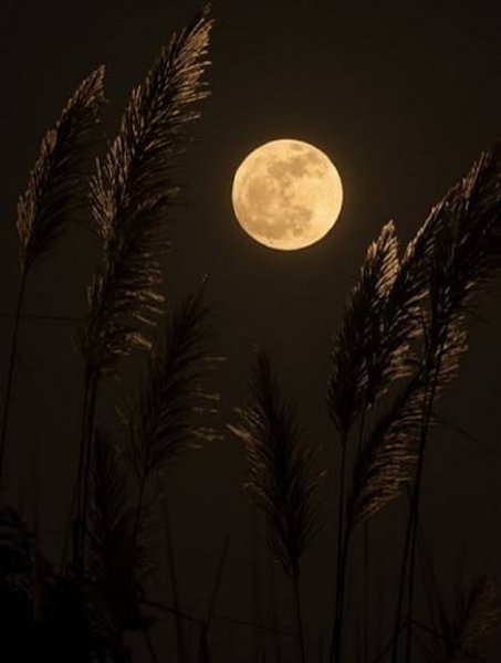  عکس شب مهتابی زیبا